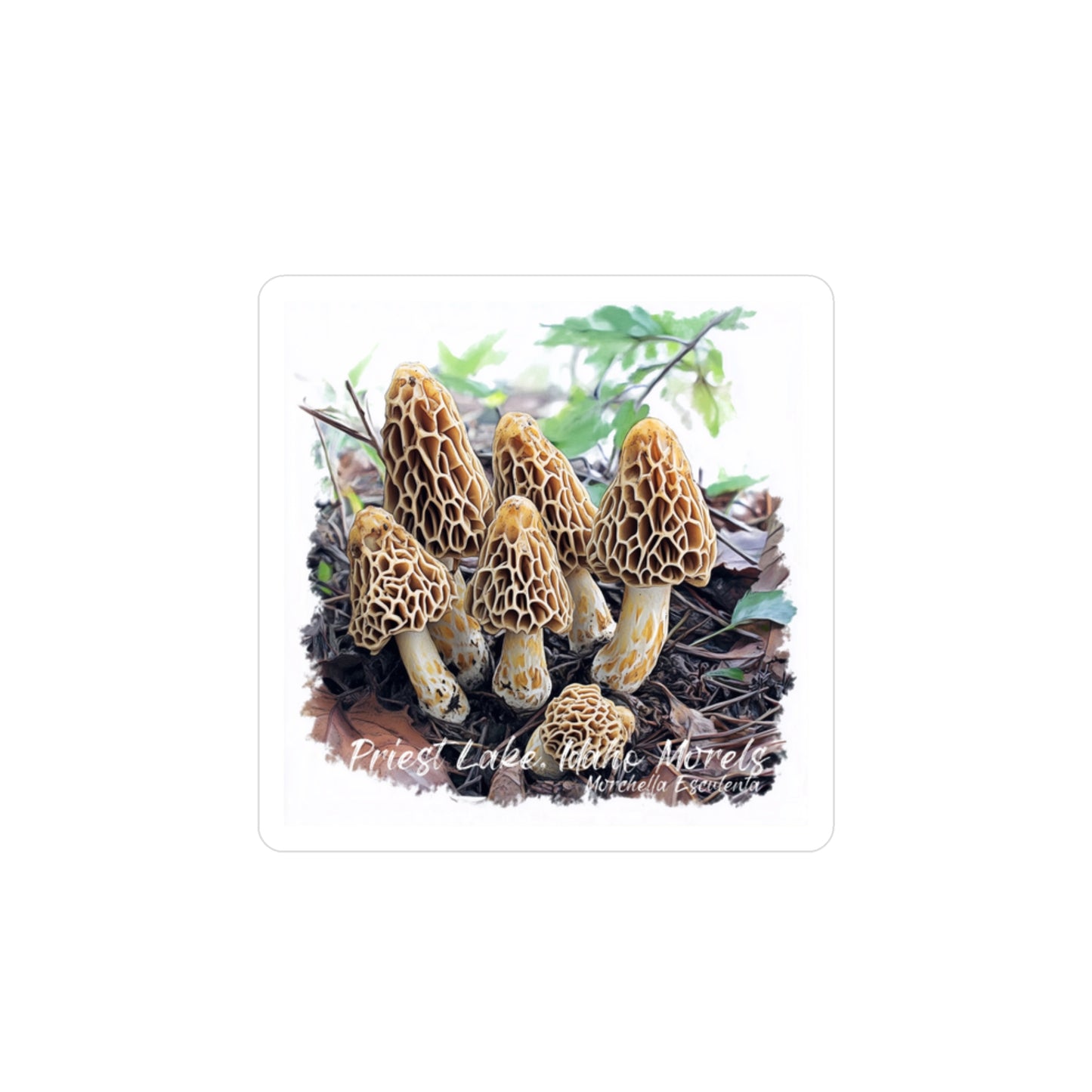 Priest Lake Morels Kiss-Cut Vinyl Decals